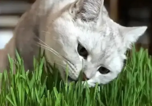 猫草多久浇一次水 猫草多久浇一次水