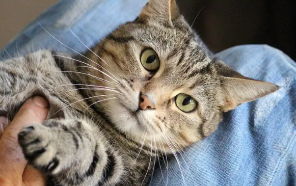 猫看见鬼有几种表现