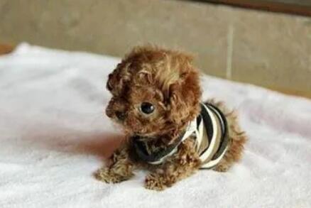 茶杯犬头上有个坑是什么问题 茶杯犬头上有个坑是什么问题