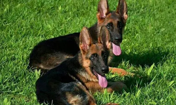 训练马犬教程的18个动作视频 训练马犬教程的18个动作视频