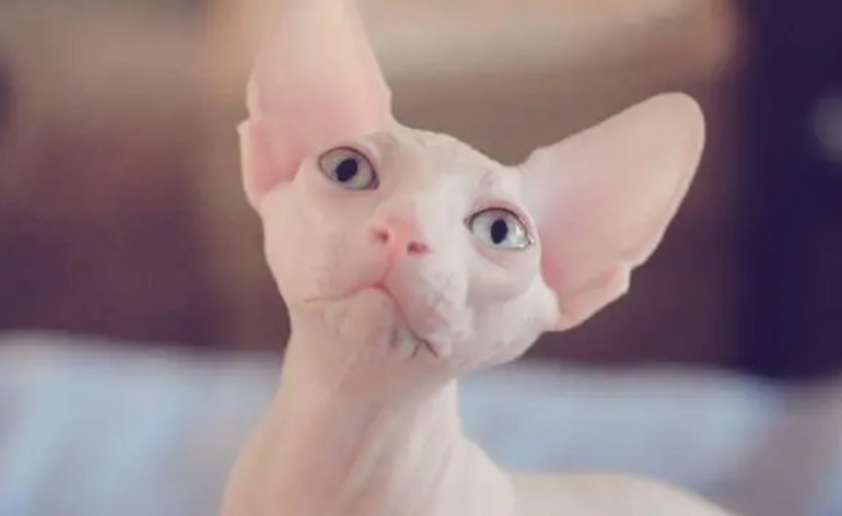 无毛猫怀孕多久肚子能大?肚子变大的具体时间是? 无毛猫怀孕多久肚子能大?肚子变大的具体时间是?