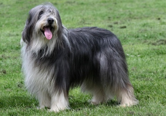 波兰低地牧羊犬发情怎么办?应该这样来处理 波兰低地牧羊犬发情怎么办?应该这样来处理