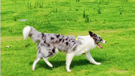 ʯϡ