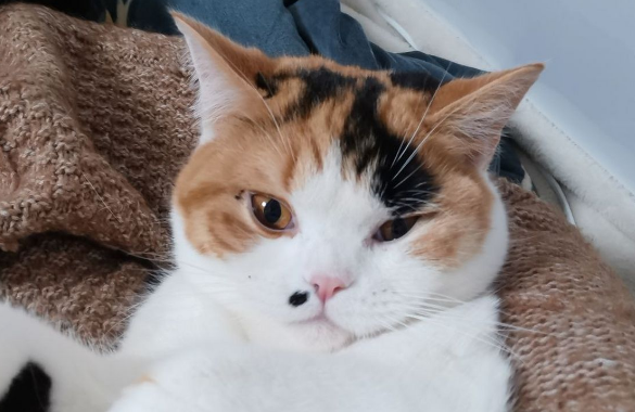 猫咪为什么会慢慢长痣的原因有哪些