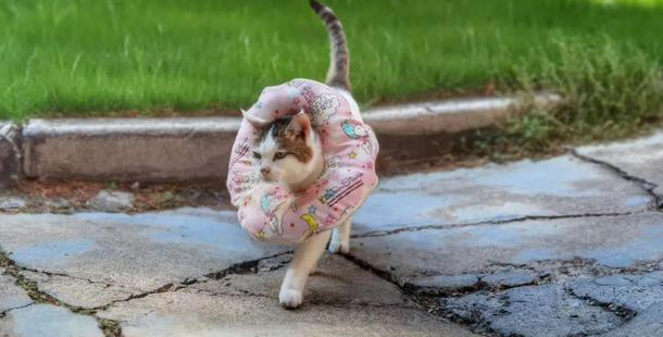 复旦猫妞妞去世:感谢相伴20年~ 复旦猫妞妞去世:感谢相伴20年~