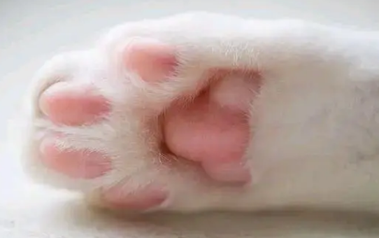 有的猫咪脚掌为什么不厚