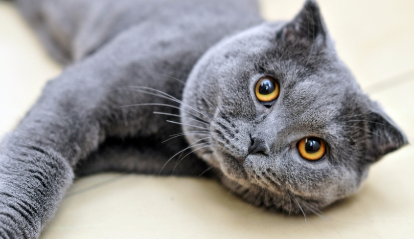 蓝猫和土猫会生出蓝猫吗