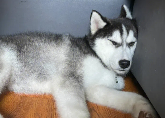 为什么说哈士奇不可以当警犬? 为什么说哈士奇不可以当警犬?