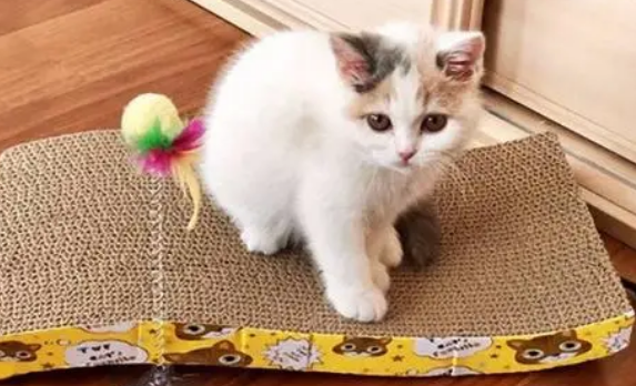 幼猫为什么不会玩猫抓板 幼猫为什么不会玩猫抓板