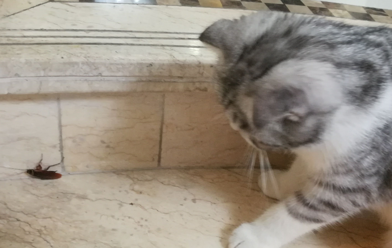 猫咪为什么喜欢吃蟑螂呢