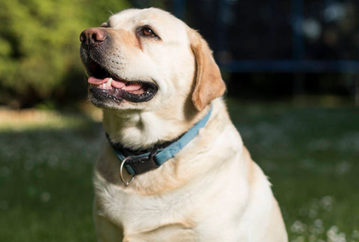 如何训练拉布拉多幼犬 如何训练拉布拉多幼犬