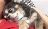 为什么狗狗很粘人