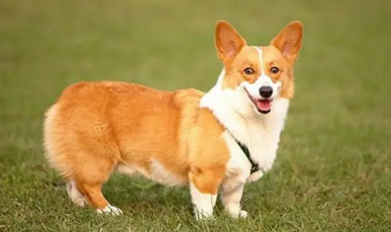 十种最好养的小型犬