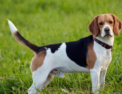 田野小猎犬牙齿怎么清洁?快来看看清洁方法! 田野小猎犬牙齿怎么清洁?快来看看清洁方法!