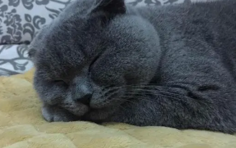 英短蓝猫咬人该打他吗?有必要了解一下! 英短蓝猫咬人该打他吗?有必要了解一下!