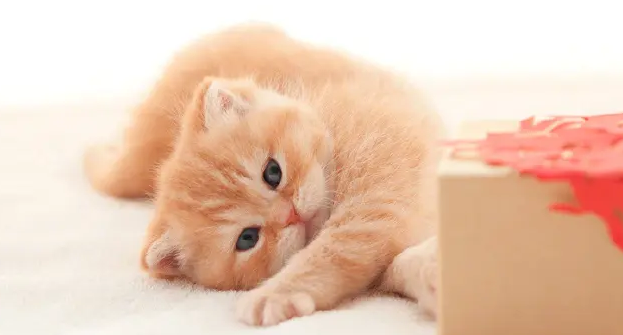 猫咪为什么喜欢蹭台阶脚 猫咪为什么喜欢蹭台阶脚