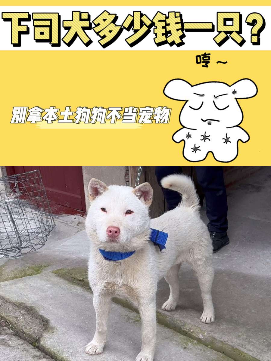 下司犬多少钱一只?这个也算是比较小众的吧 下司犬多少钱一只?这个也算是比较小众的吧