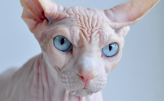 加拿大斯芬克斯猫2023年价格