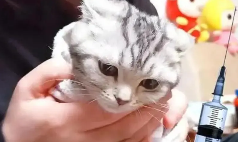 猫咪打狂犬疫苗后悔了 猫咪打狂犬疫苗后悔了