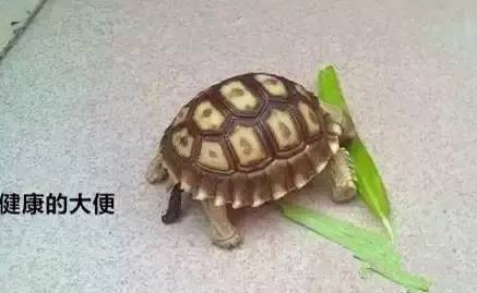 乌龟正常粪便图片