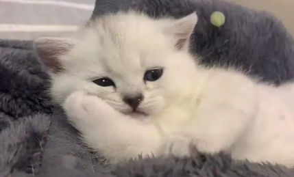 小奶猫快不行的表现是？有必要了解一下！