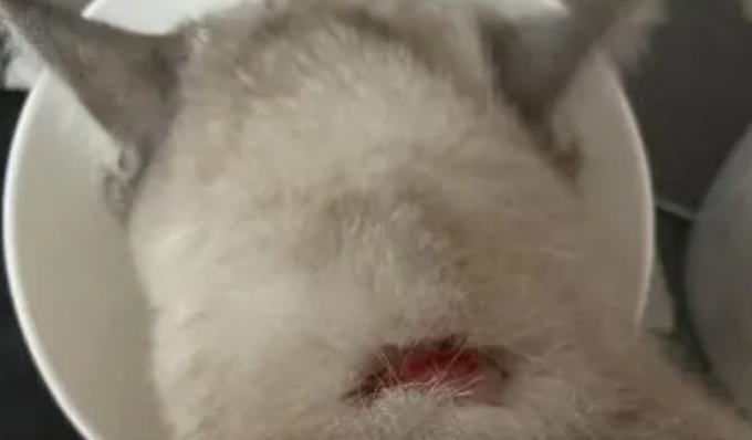 猫藓用什么药膏最有效