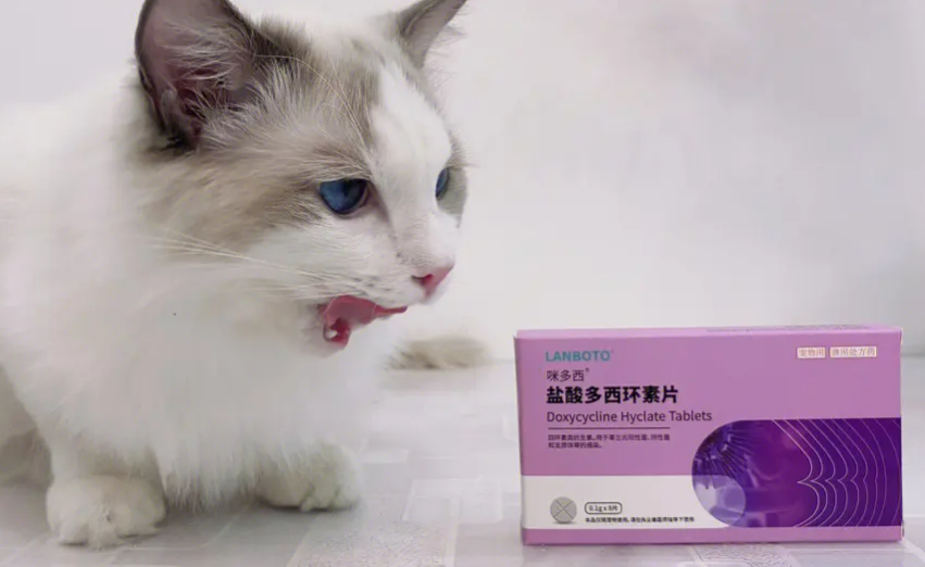 猫止咳的特效药