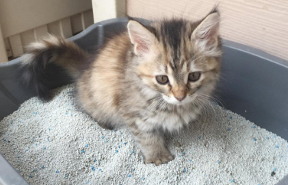 怎么训练小猫用猫砂 怎么训练小猫用猫砂