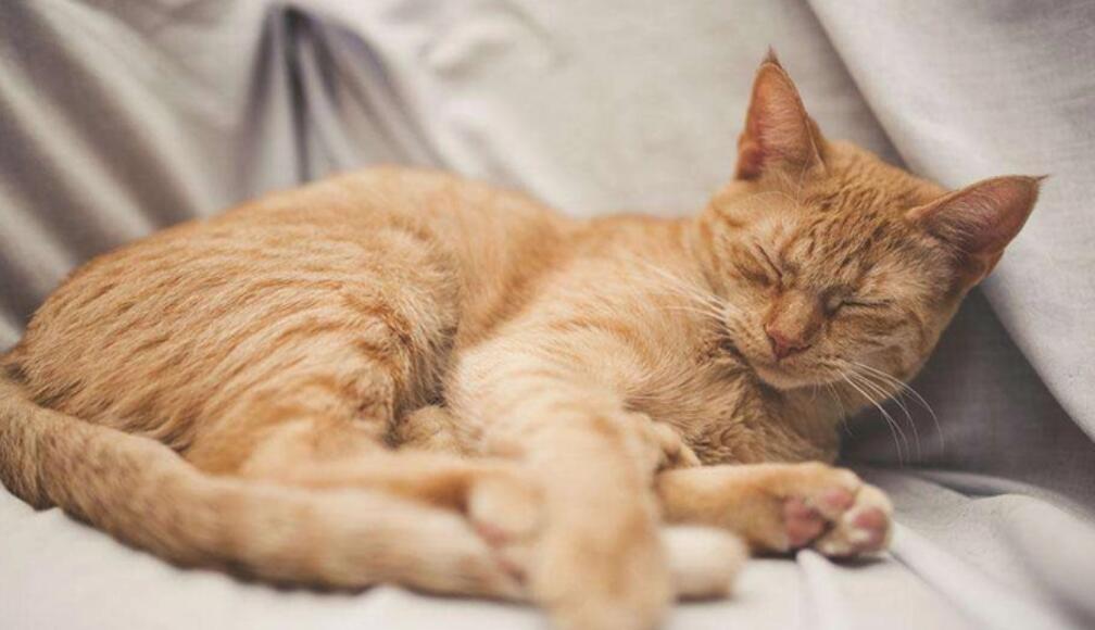 猫咪为什么睡觉不爱玩玩具 猫咪为什么睡觉不爱玩玩具