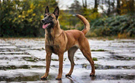 怎么辨别马犬