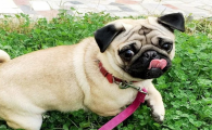 巴哥犬为什么容易死
