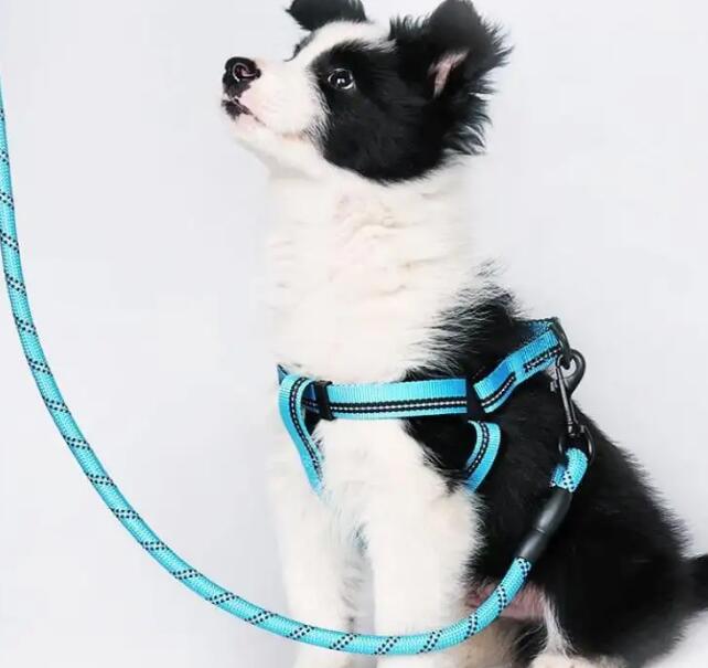 幼犬抗拒牵引绳怎么办
