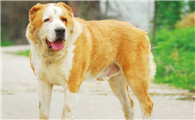 中亚牧羊犬拉稀怎么办？该采取什么措施？