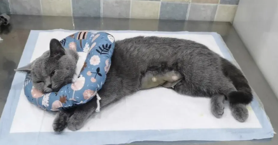 农村给母猫绝育土方法