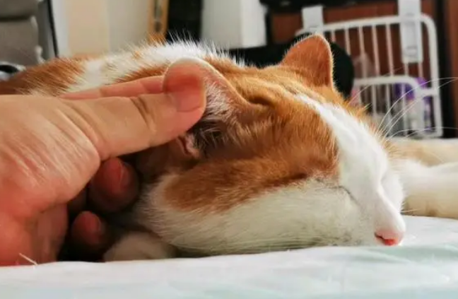 捏猫咪耳朵为什么会抽搐一下