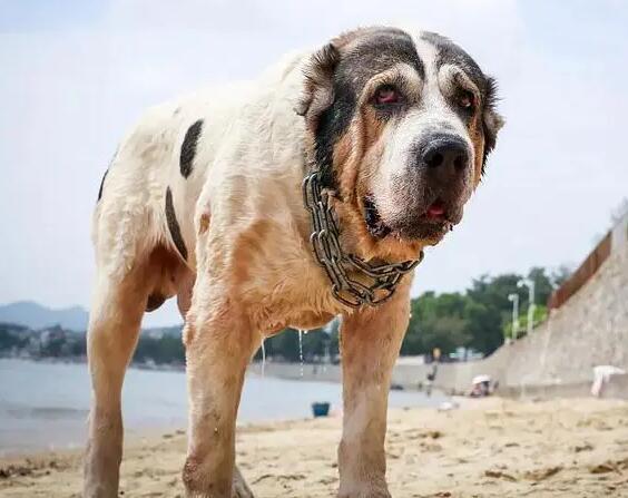 中亚牧羊犬价格是多少?值得吗 中亚牧羊犬价格是多少?值得吗