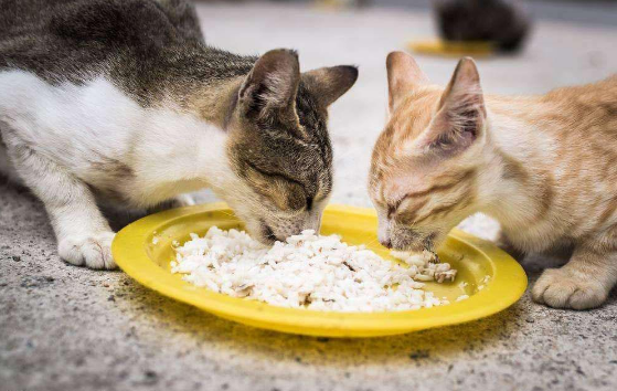 可以喂猫咪吃米饭吗 可以喂猫咪吃米饭吗