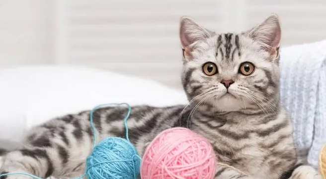 猫脖子皮下有硬包会动