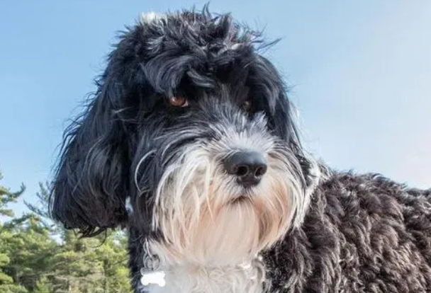 葡萄牙水犬值钱吗 葡萄牙水犬值钱吗