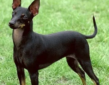 捕鼠梗犬耳朵怎么清洁?具体清洁方法? 捕鼠梗犬耳朵怎么清洁?具体清洁方法?