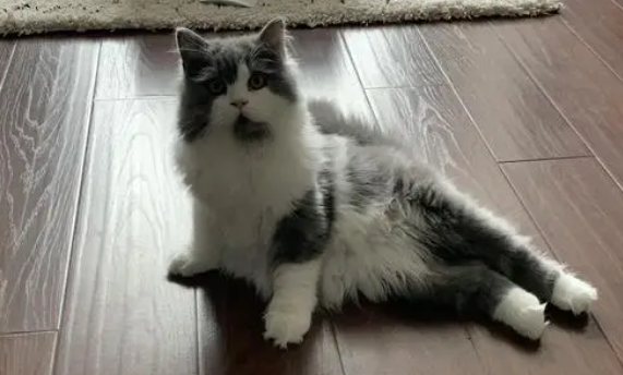 猫咪头歪着一直晃,腿无力怎么回事 猫咪头歪着一直晃,腿无力怎么回事