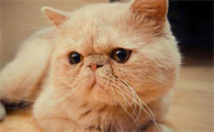 加菲猫活得很痛苦吗