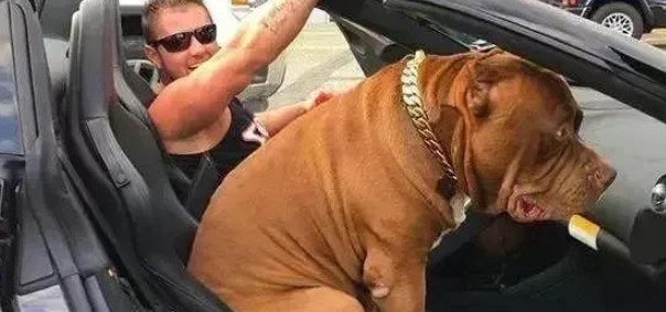 160斤的巨型比特犬，力能拉车，主人因它成为百万富翁