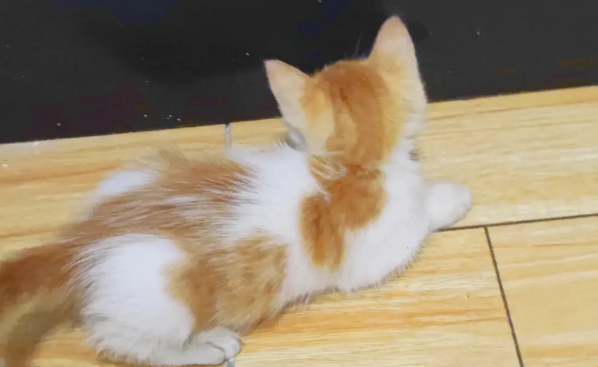 橘猫为什么很喜欢蹭？原因是什么？