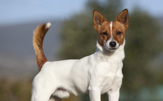 葡萄牙波登可犬如何喂养?来看看吧 葡萄牙波登可犬如何喂养?来看看吧