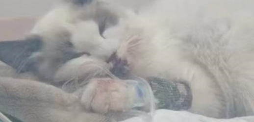 坠楼的它仍在讨好主人,可主人却留下一句:凭啥要结清费用 坠楼的它仍在讨好主人,可主人却留下一句:凭啥要结清费用