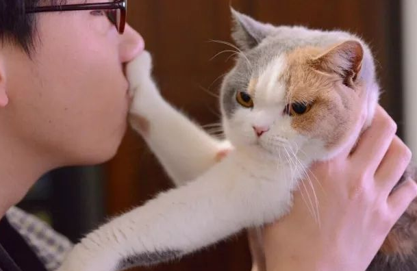 为什么猫咪吸猫奴