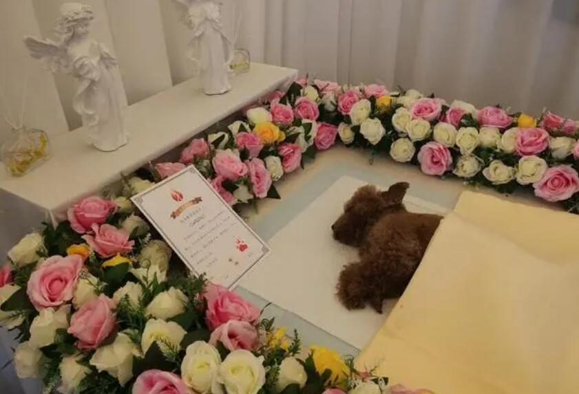 狗狗殡葬服务多少钱