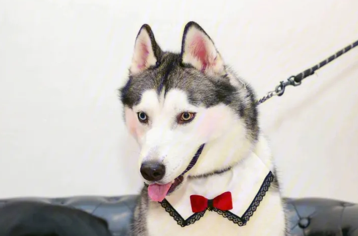 哈士奇幼犬多少钱一只