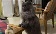 英短返祖猫不值钱吗